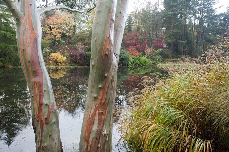 Dingle Nurseries & Garden